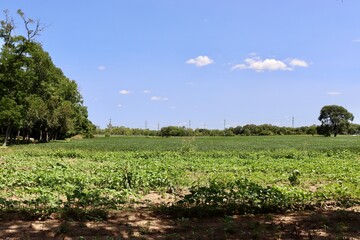 Obraz premium The crop on the country field on a sunny day.