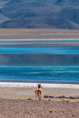 alpaca in the highlands of Chile