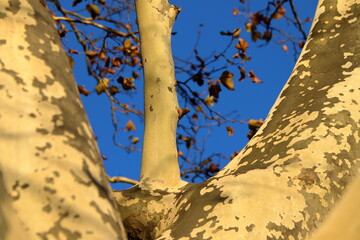 Perspective view of tree trunks.