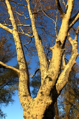 Perspective view of tree trunks.