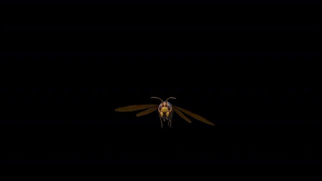 Bee 3D Video Animation 