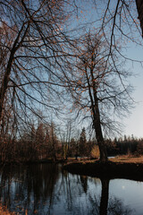 Obraz premium reflection of trees in the water