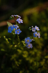 Small blue flowers photographed on a sunny morning.