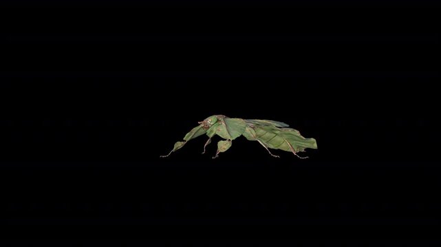 Leaf Insect, Phyllium westwoodii 3D Video Animation