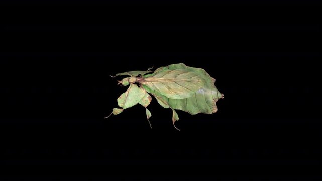 Leaf Insect, Phyllium westwoodii 3D Video Animation
