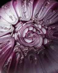 Obraz premium Close up of the Microscopic World with Purple Onion Texture