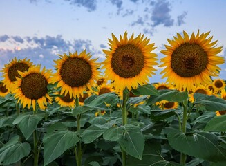 Obraz premium Line of four Sunflowers facing the same direction with dramatic blue sky in background at sunrise.