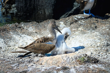 Blue-Footed Boobies in their Nest with their baby on Isla Isabela on Galapagos Archipelago, Ecuador
