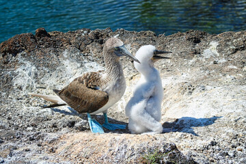 Blue-Footed Boobies in their Nest with their baby on Isla Isabela on Galapagos Archipelago, Ecuador
