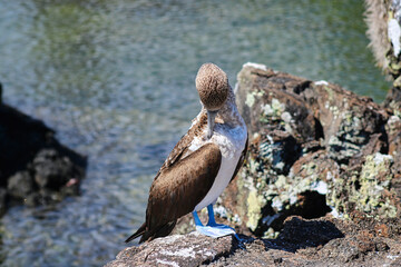 Blue-Footed Boobies in their Nest with their baby on Isla Isabela on Galapagos Archipelago, Ecuador