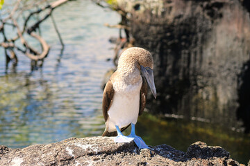 Blue-Footed Boobies in their Nest with their baby on Isla Isabela on Galapagos Archipelago, Ecuador