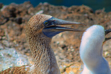 Blue-Footed Boobies in their Nest with their baby on Isla Isabela on Galapagos Archipelago, Ecuador