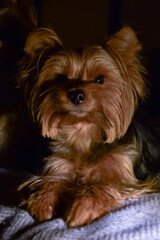 yorkshire terrier portrait