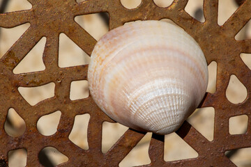 sea shells on the sand