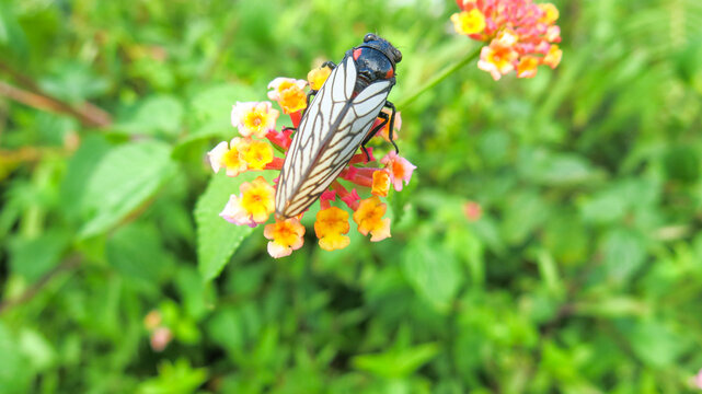 cicada resting on top of lantana flower, selected focus blurred green background. male cicadas make loud noisy sound during summer.