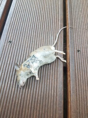 Obraz premium martwa mysz zabita przez kota 