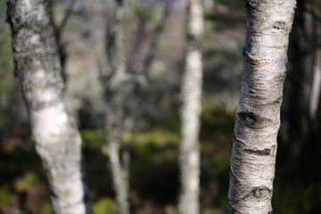 Fototapeta premium Details of Trees bark - Craigendarroch oakwoods - Ballater - Aberdeenshire - Scotland - UK