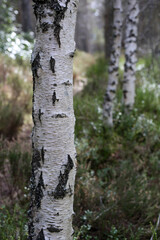 Details of Trees bark - Craigendarroch oakwoods - Ballater - Aberdeenshire - Scotland - UK