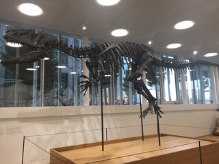 szkielet kompletny dinozaura rexa © Miroslaw