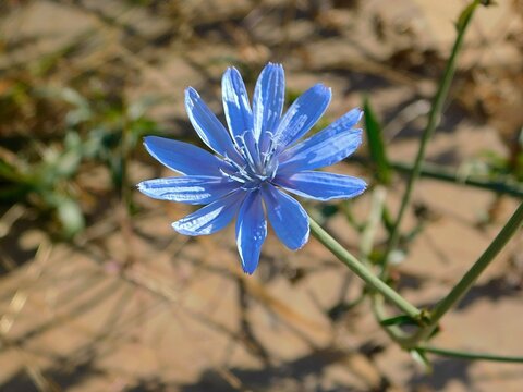 Common chicory, or Chicorium intybus, flower