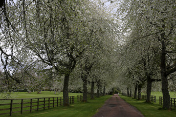 Obraz premium Cawdor Castle park - Cherry trees in bloom - Nairn - Highland - Scotland - UK
