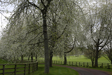 Cawdor Castle park - Cherry trees in bloom - Nairn - Highland - Scotland - UK