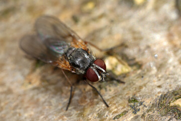 Delia radicum - cabbage fly - cabbage root fly - root fly - turnip fly