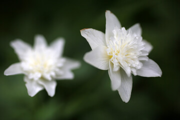 Obraz premium Anemone nemorosa - Variety ‘Vestal’ - Group of two flowers
