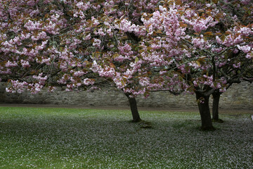 Pink flowered cherry tree - Prunus Serrulata - Cawdor Castle garden - Nairn - Highlands - Scotland