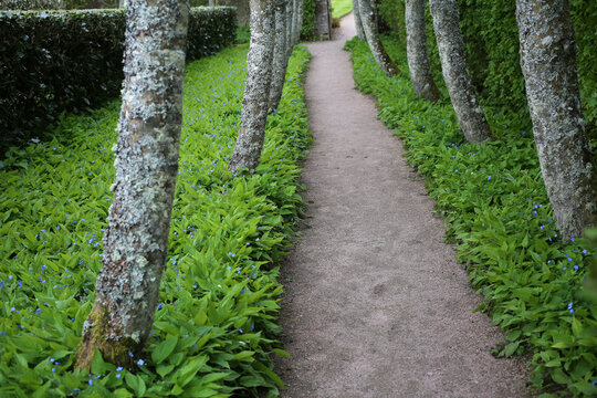 Alleway with trees and beds of Omphalodes verna - Boraginaceae - Cawdor Castle gardens - Nairn - Highlands - Scotland