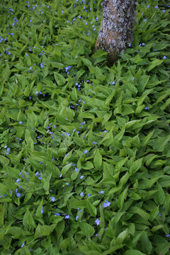 Alleway with trees and beds of Omphalodes verna - Boraginaceae - Cawdor Castle gardens - Nairn - Highlands - Scotland