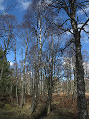 Forest and surrounding around Loch Kinord - Between Ballater and Dinnet - Aberdeenshire - UK