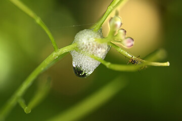 Spittlebugs - Froth - Cuckoo spit - Frog spit - Snake spit