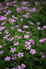 Obraz premium Geranium endressii flowers - Endres cranesbill - French crane's-bill