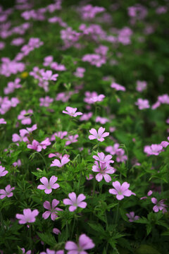 Geranium endressii flowers - Endres cranesbill - French crane's-bill