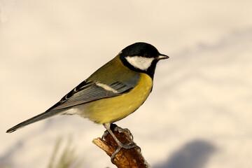 Obraz premium Great tit