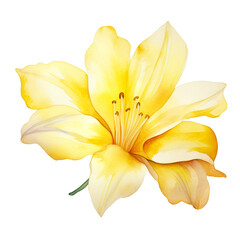 Obraz premium Close up of vibrant yellow lily flower illustration in a watercolor style. Isolated cutout on transparent or white background.