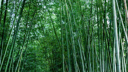 Japanese Countryside