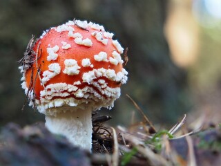 Pilz im Herbst im deutschen Wald als mit unscharfem Hintergrund