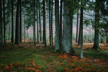 A beautiful natural forest in the Knyszyńska Forest
