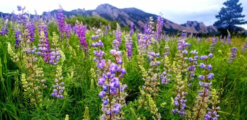 wild purple lupines flatirons boulder colorado spring wildflower meadow