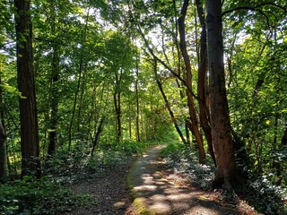 Fototapeta premium Whimsical forest pathway in the heart of nature in Germany