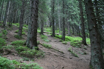 Fototapeta premium Travel to the Carpathian Mountains
