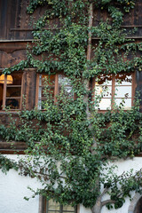 Fototapeta premium pears, window, green shutters, foliage, fruit, vine, nature, rustic, house, wall, home, vintage, rural, summer, abundance, cozy, wooden frame, style,