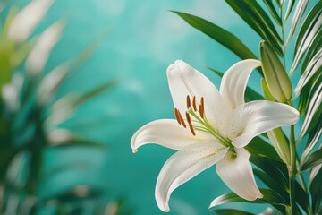 Dynamic and serene shot of white lily flower with green leaves, showcasing its delicate beauty and elegance in tranquil setting