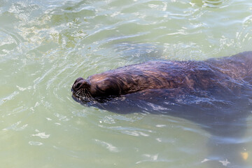 Fototapeta premium Sea Lion in the Waters of Punta del Este.