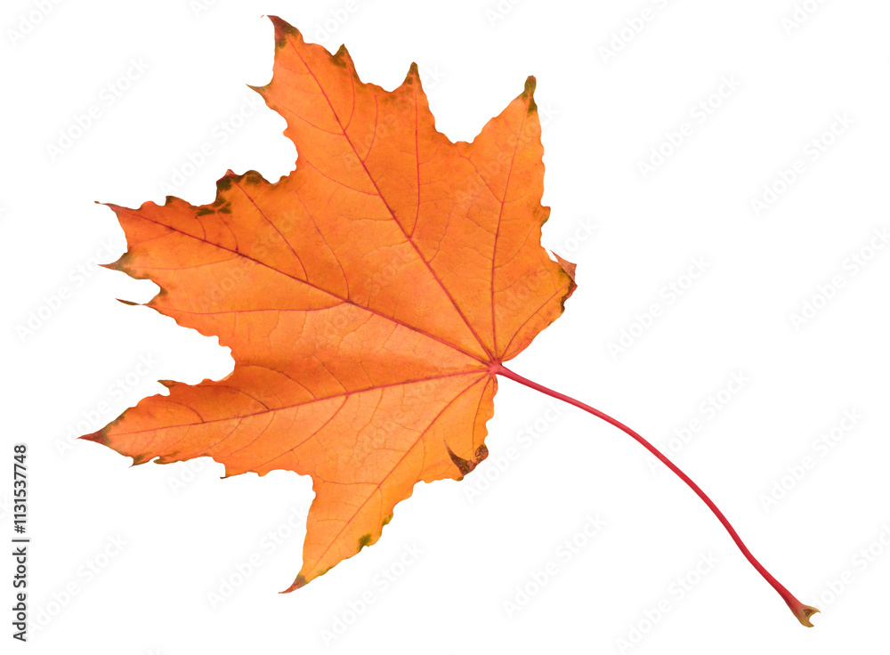 Poster a leaf of a maple tree is shown in full color. the leaf is red and has a slightly brownish tint. the