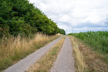 Obraz premium Gravel road between trees and a cornfield in the landscape