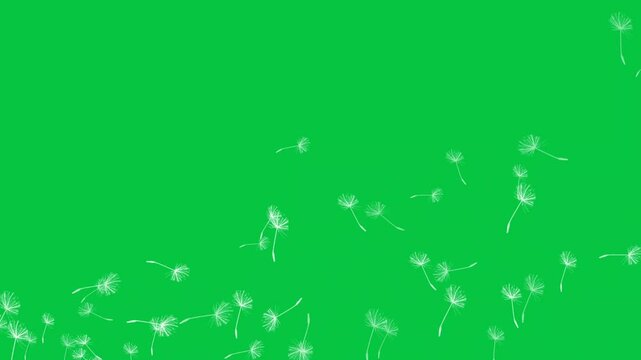 Dandelion seeds flying in the wind, dandelion pollen floating in the air animation overlay effect isolated on green screen background 