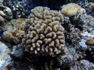 Fototapeta premium Rasp coral or cauliflower coral, knob-horned coral (Pocillopora verrucosa) undersea, Red Sea, Egypt, Sharm El Sheikh, Montazah Bay